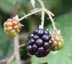 Brombeeren-036.jpg